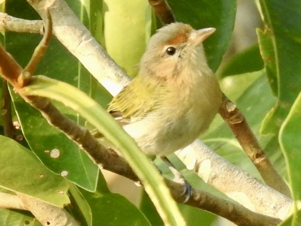 Buff-cheeked Greenlet - ML610305615