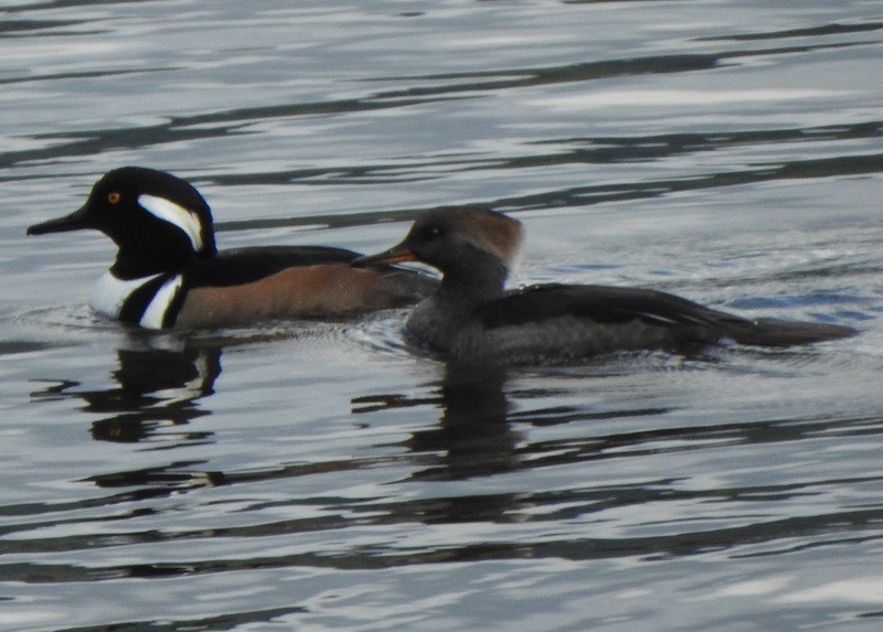 Hooded Merganser - Andy Frank