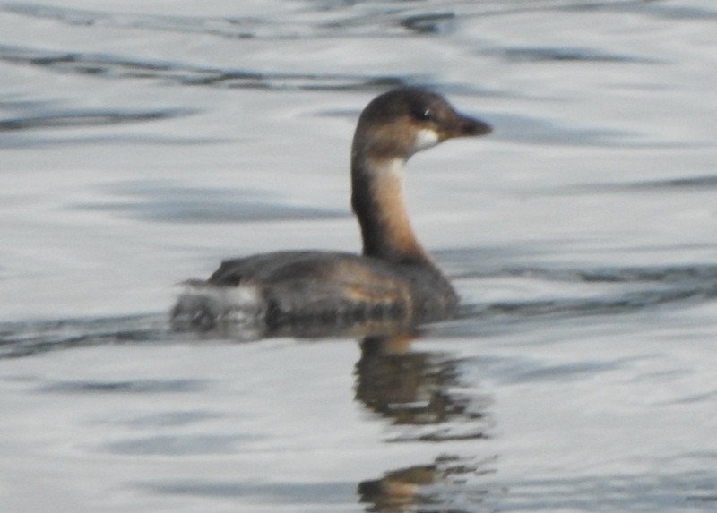Pied-billed Grebe - Andy Frank