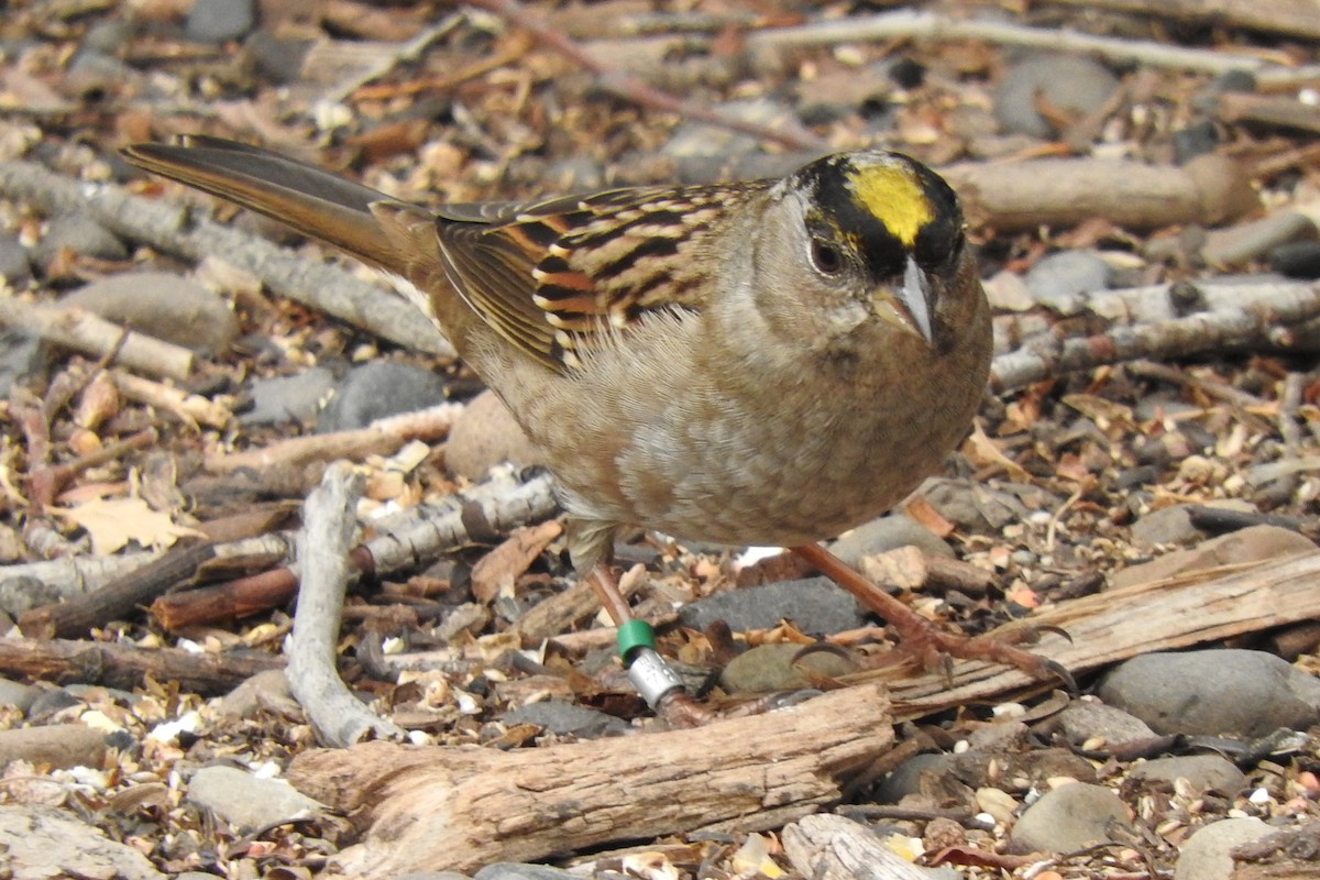 Golden-crowned Sparrow - ML610305661