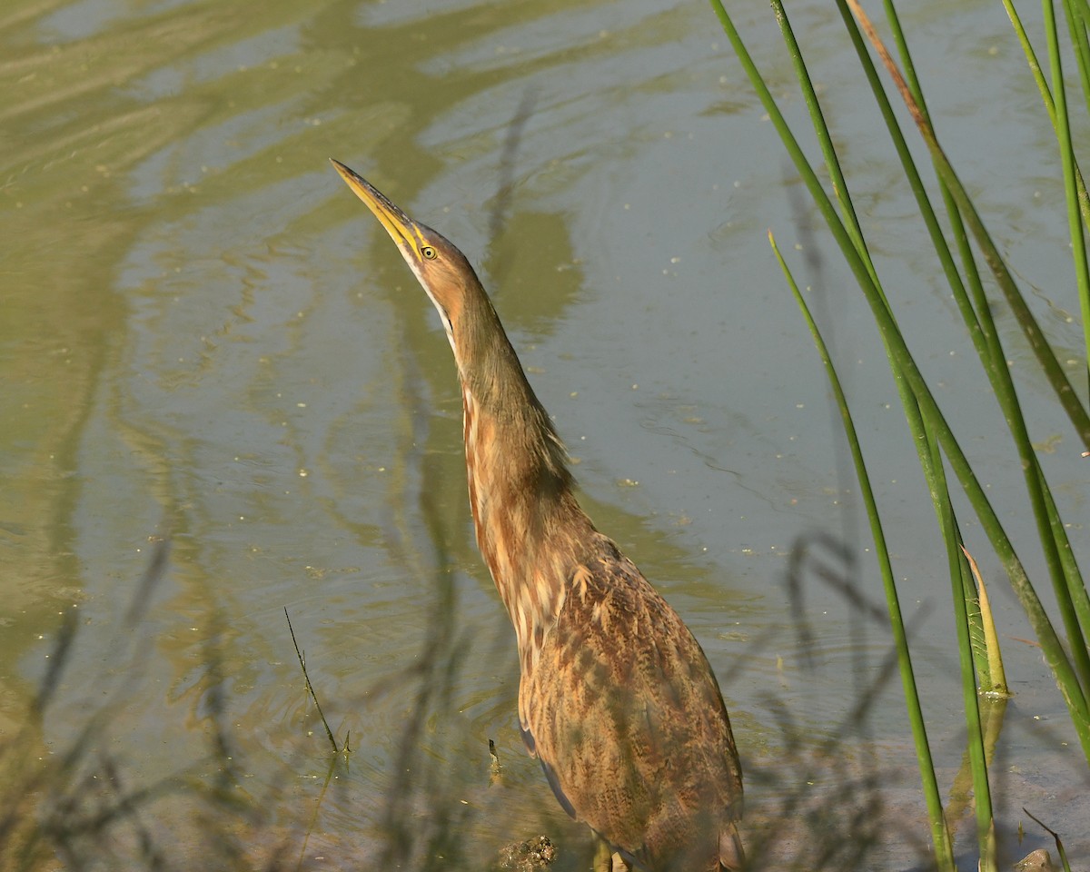 American Bittern - Ted Wolff