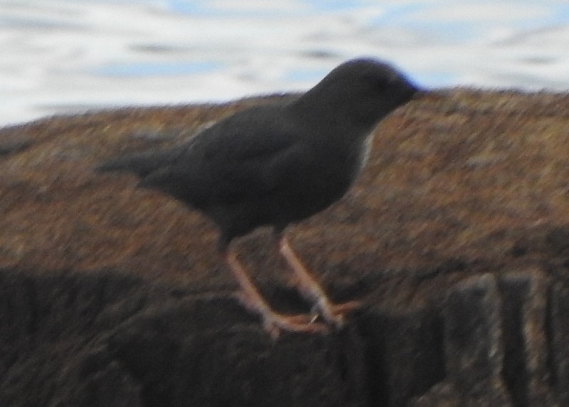 American Dipper - Andy Frank