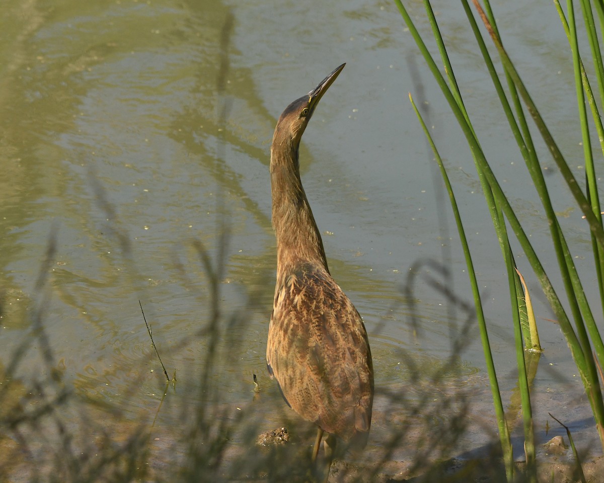 American Bittern - ML610305700