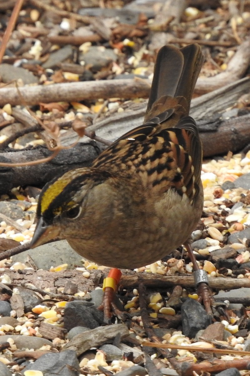 Golden-crowned Sparrow - ML610305720