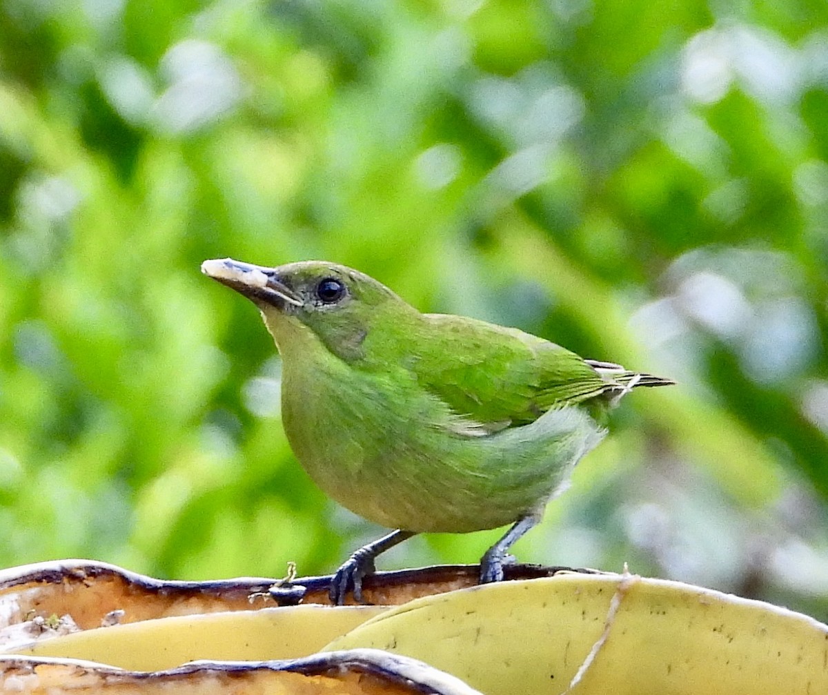 Green Honeycreeper - ML610305755