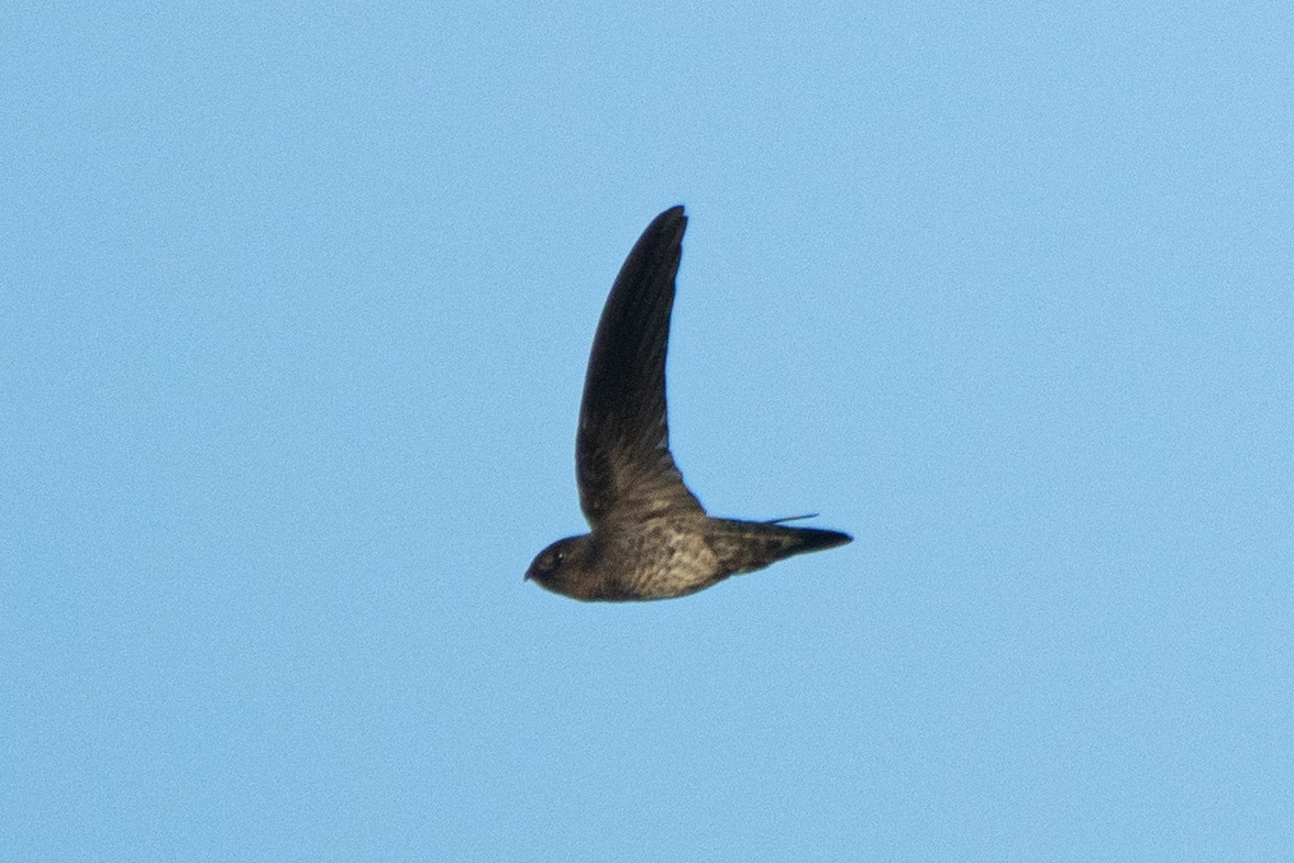 Plume-toed Swiftlet - ML610305778