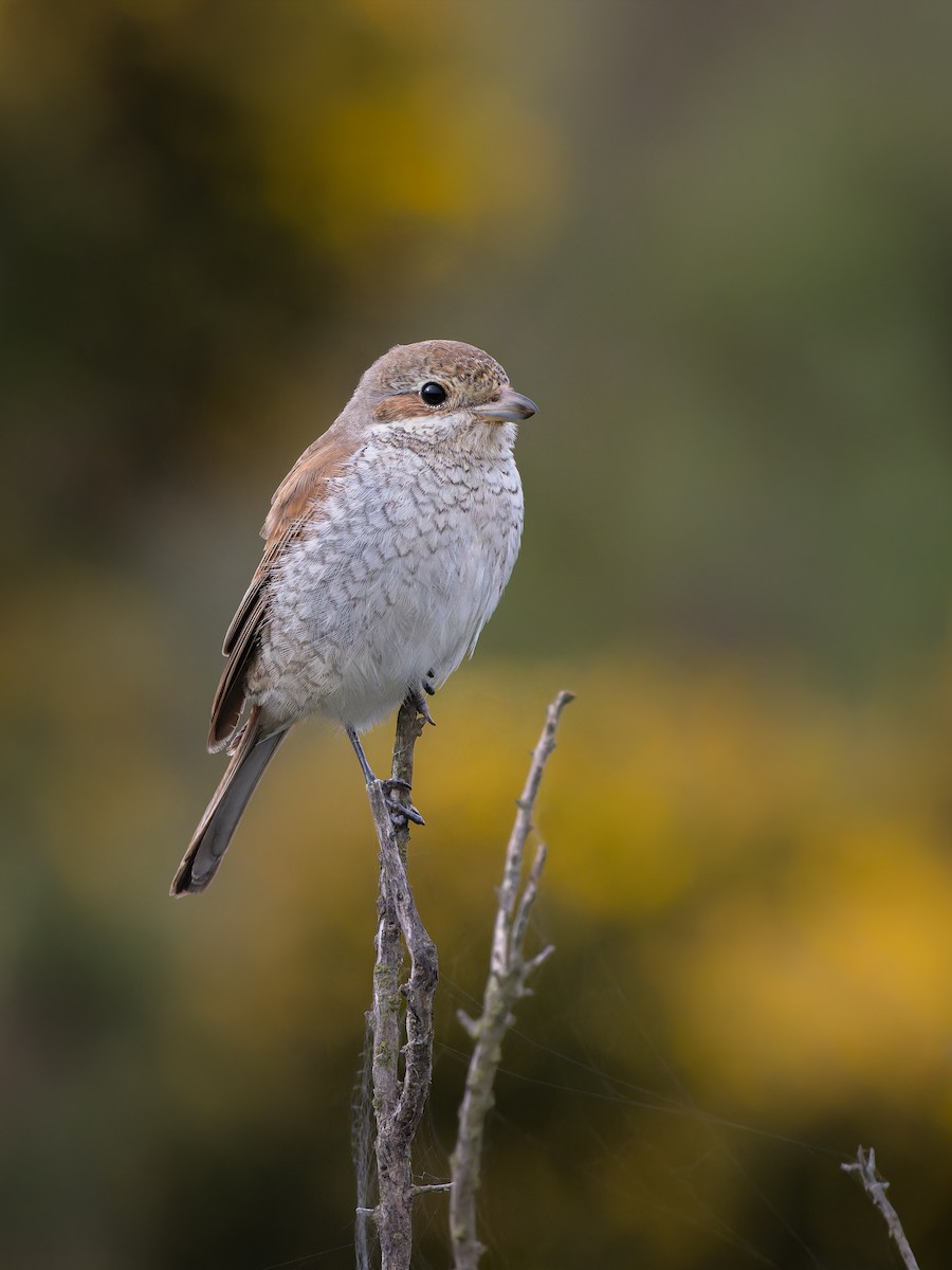 Kızıl Sırtlı Örümcekkuşu - ML610305781