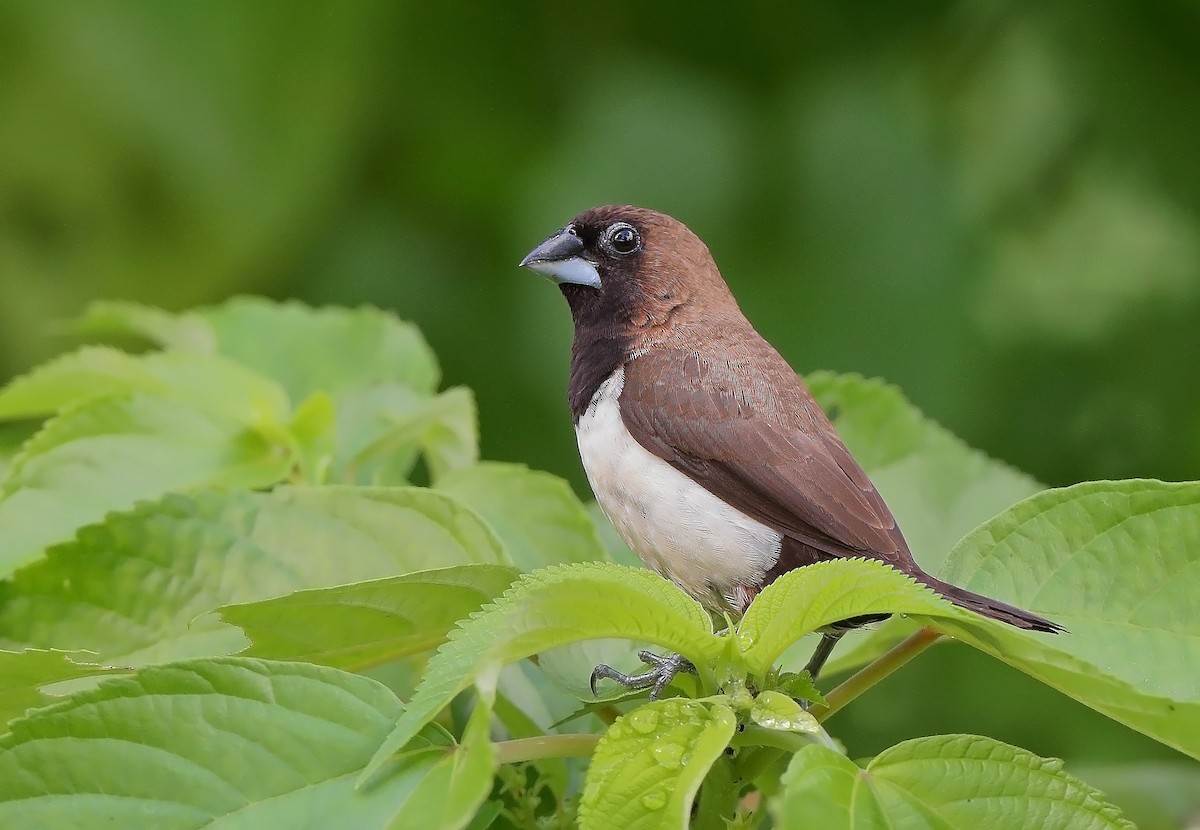 Javan Munia - ML610305812