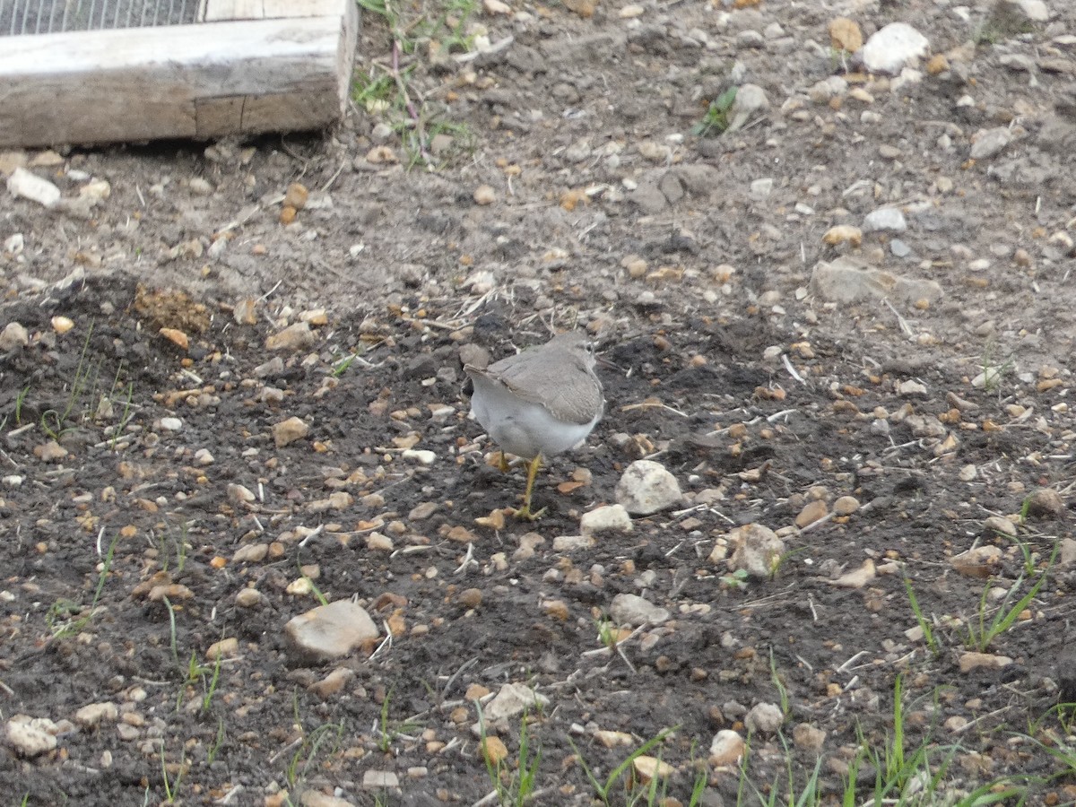 Spotted Sandpiper - Matthew Matlock