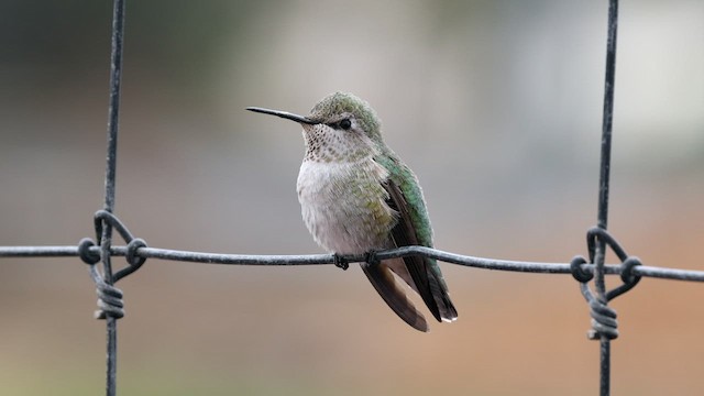 Anna's Hummingbird - ML610305979