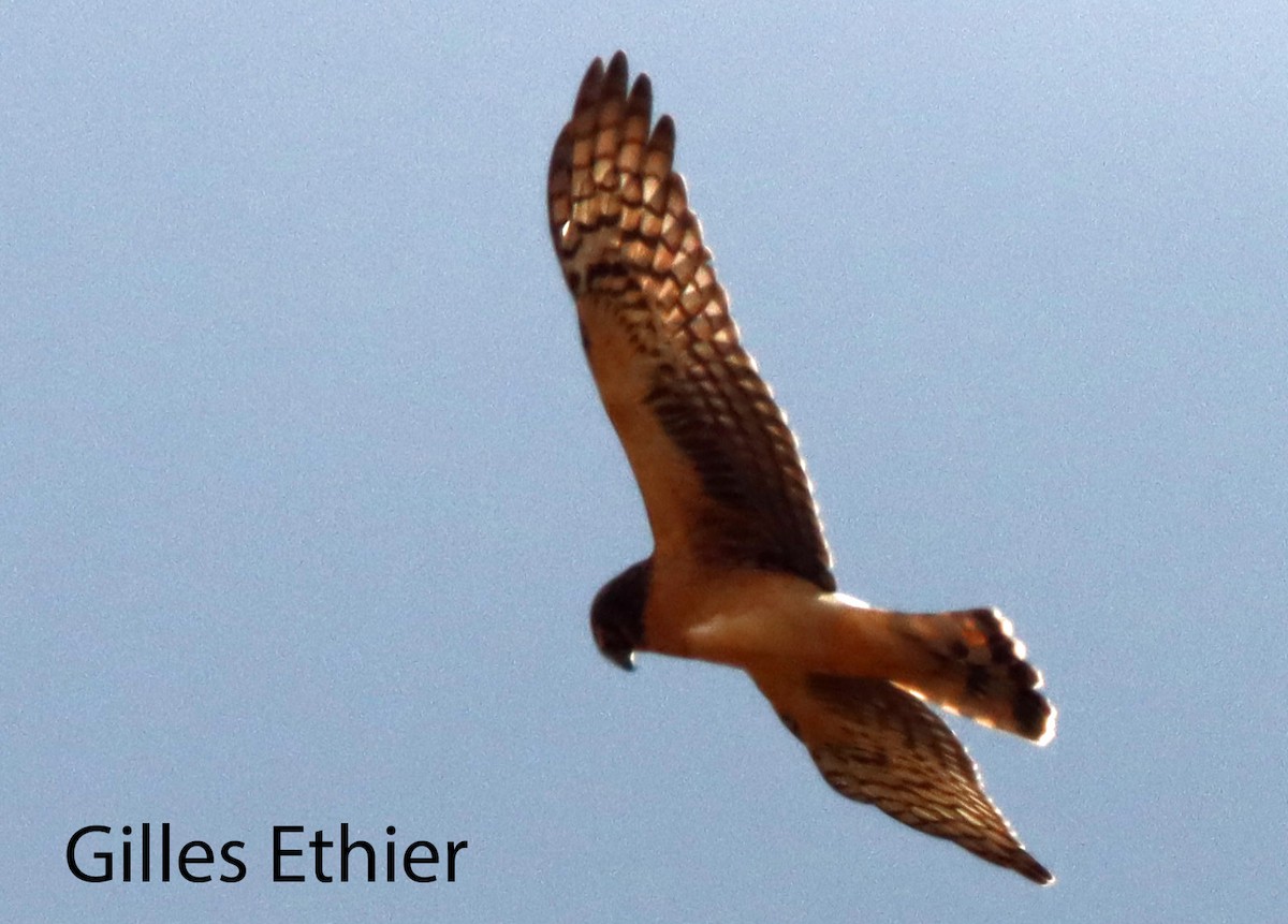 Northern Harrier - ML610306001