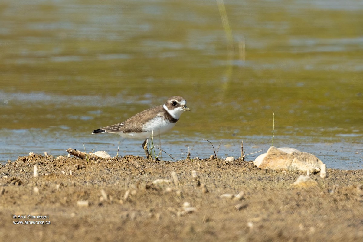 Semipalmated Plover - ML610306207