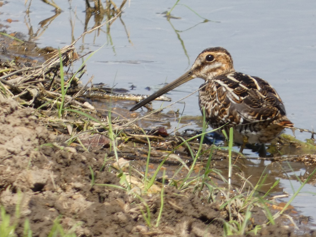 Wilson's Snipe - ML610306306