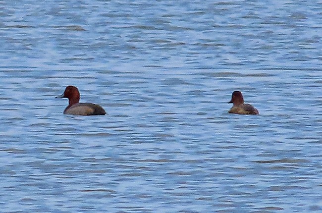 Redhead - ML610306405