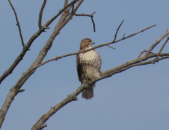 Red-tailed Hawk - ML610306431
