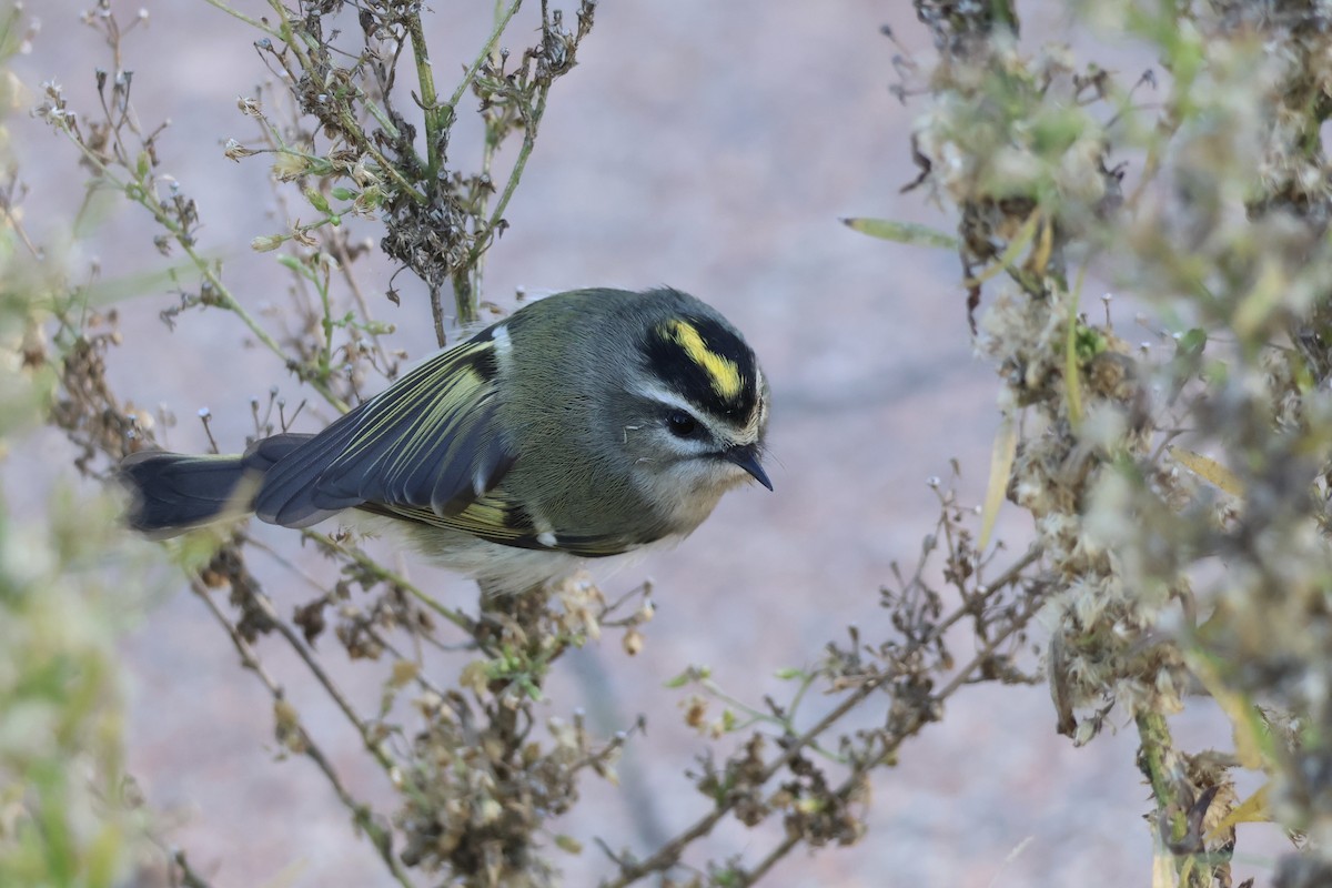 Golden-crowned Kinglet - ML610306442