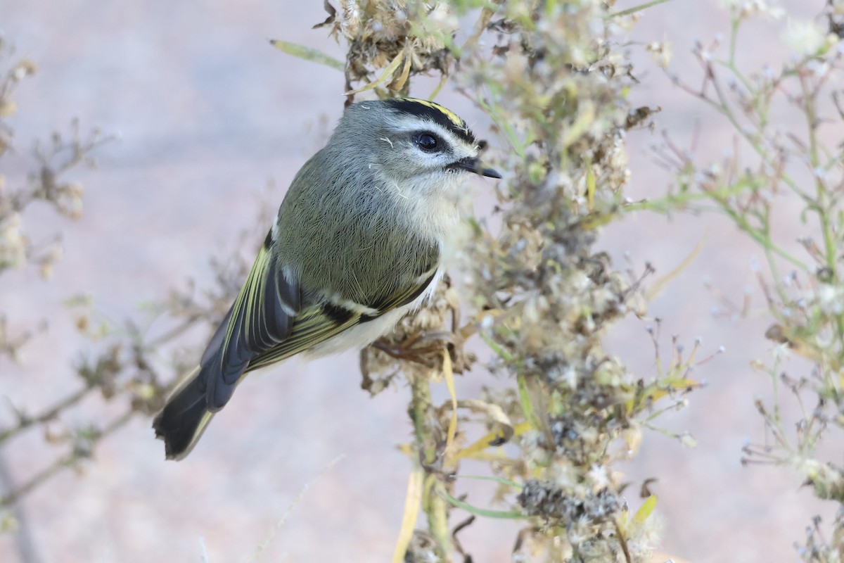 Golden-crowned Kinglet - ML610306443