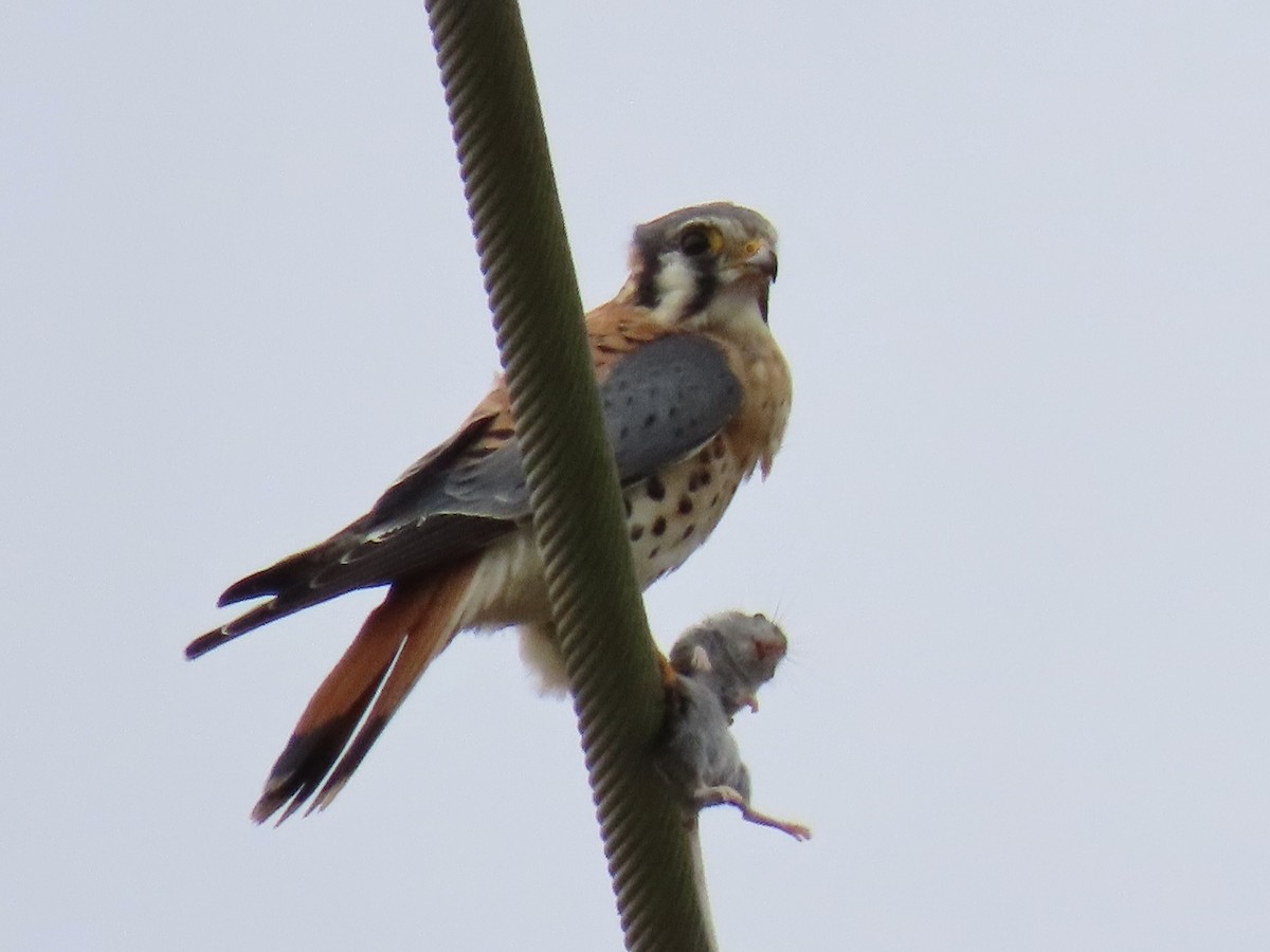 American Kestrel - Alane Gray