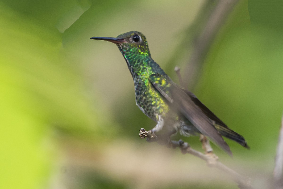 Glittering-throated Emerald - ML610306480