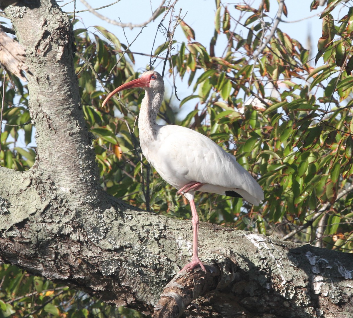 ibis bílý - ML610306551