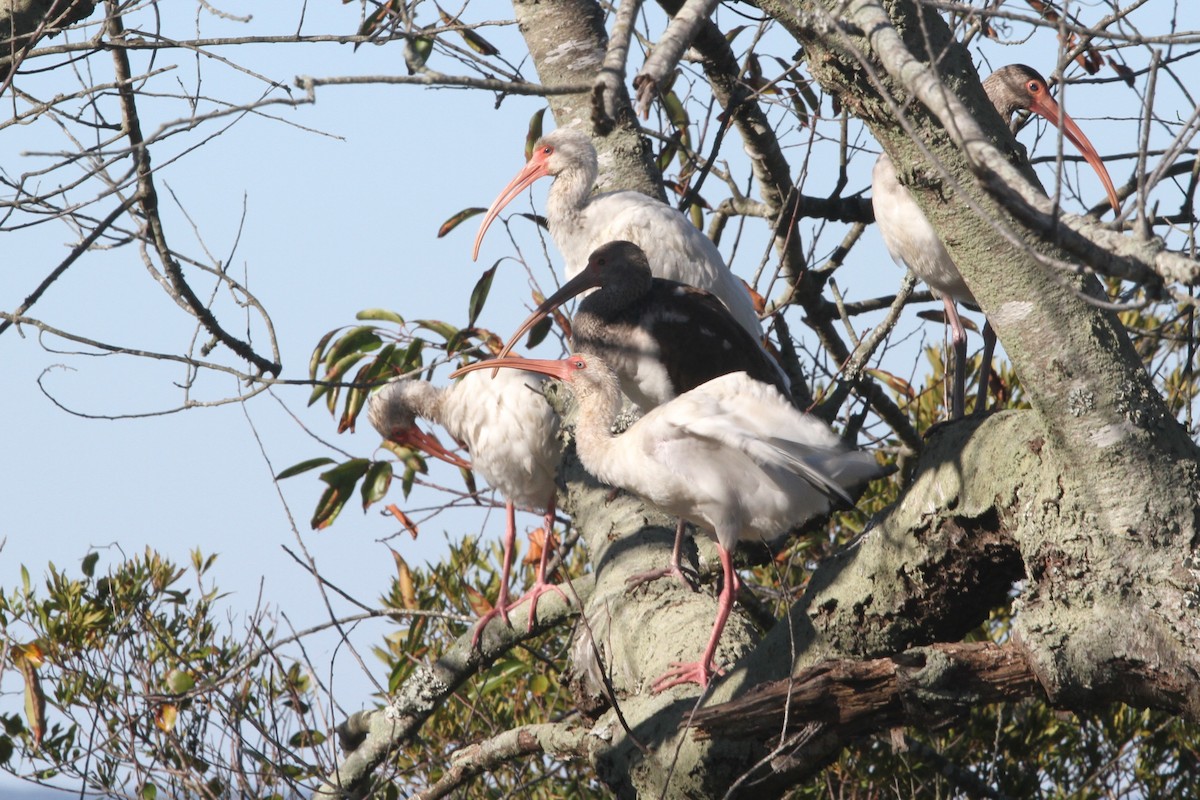 ibis bílý - ML610306560