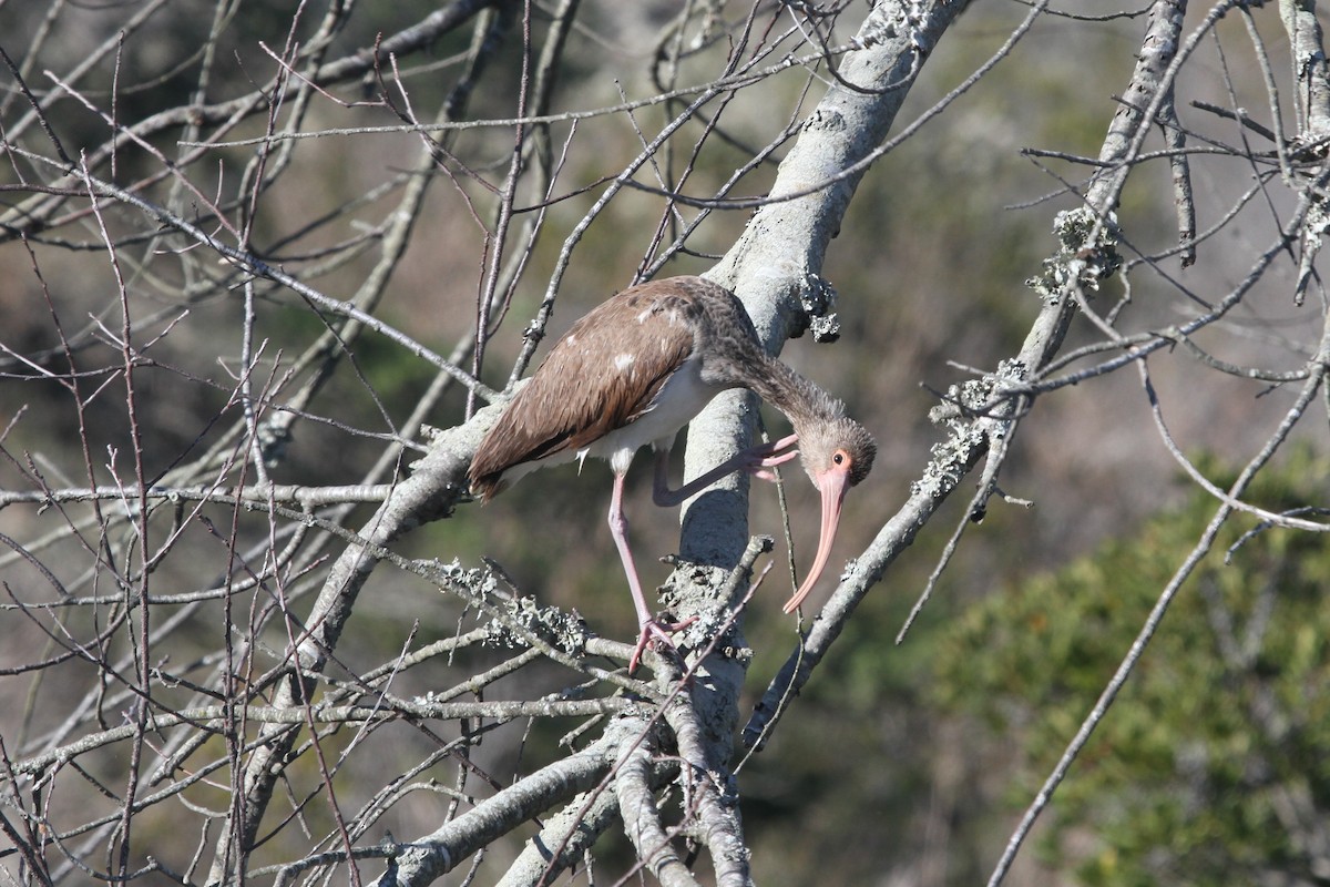 White Ibis - Scott Housten