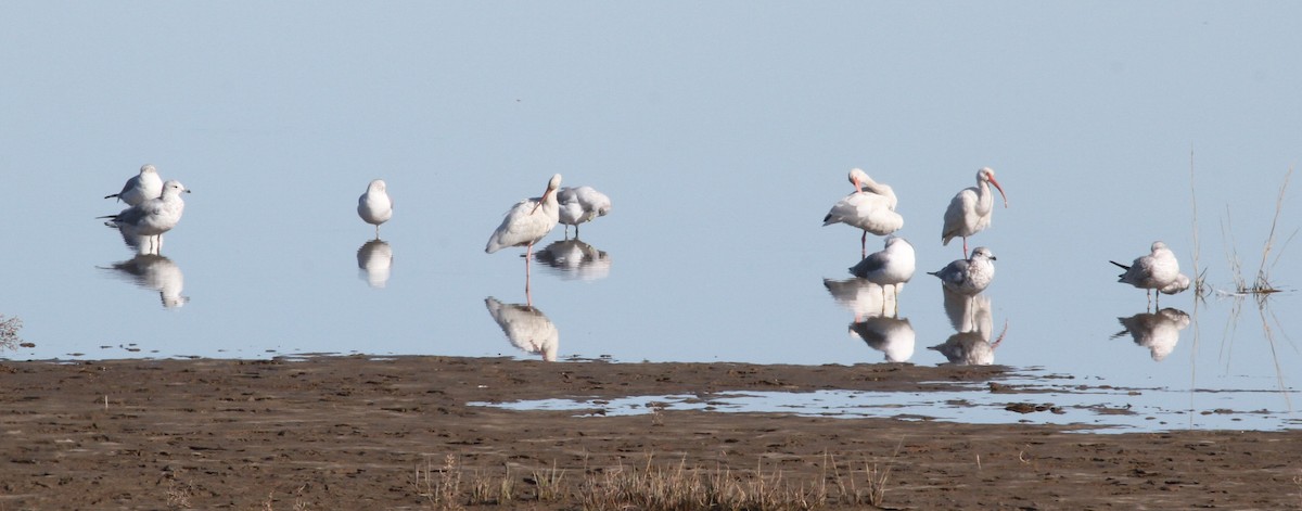 White Ibis - Scott Housten