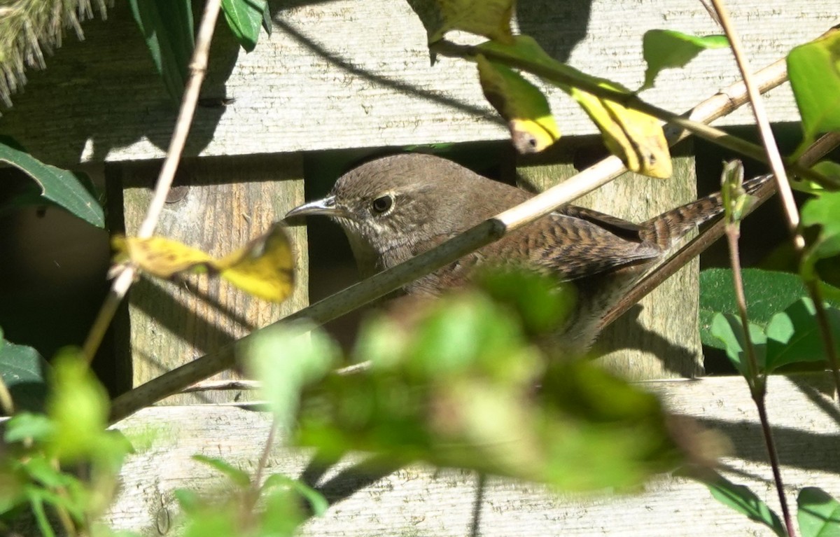 House Wren - ML610306727