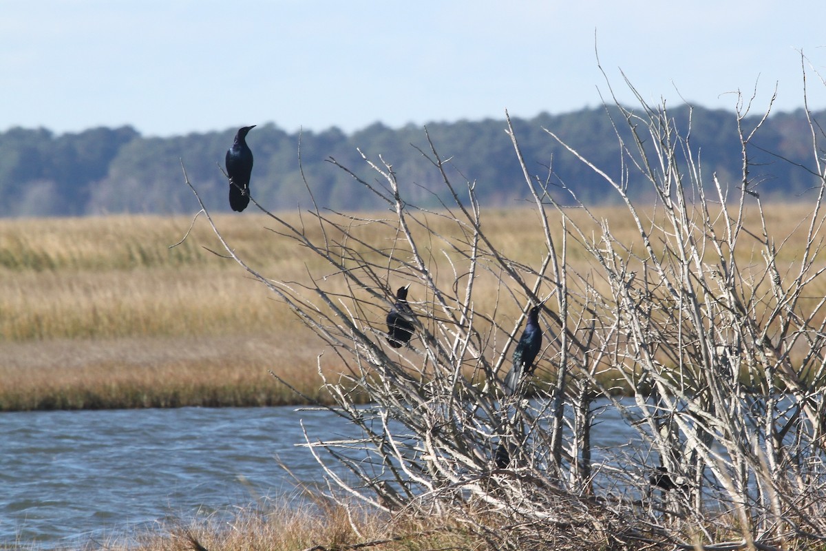 Boat-tailed Grackle - ML610306947