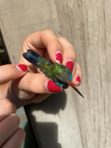 Broad-billed Hummingbird - ML610306966