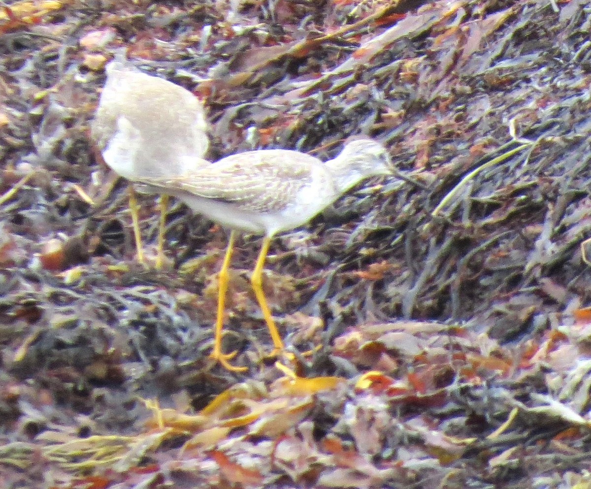 Lesser Yellowlegs - ML610307047