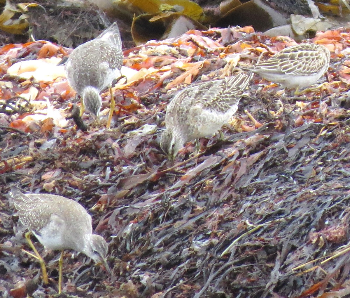 Lesser Yellowlegs - ML610307055