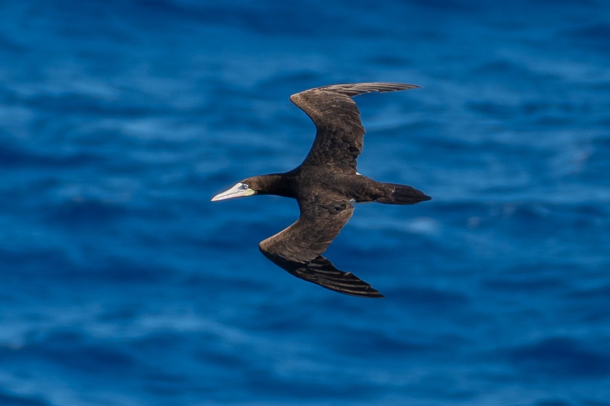 Brown Booby - ML610307105