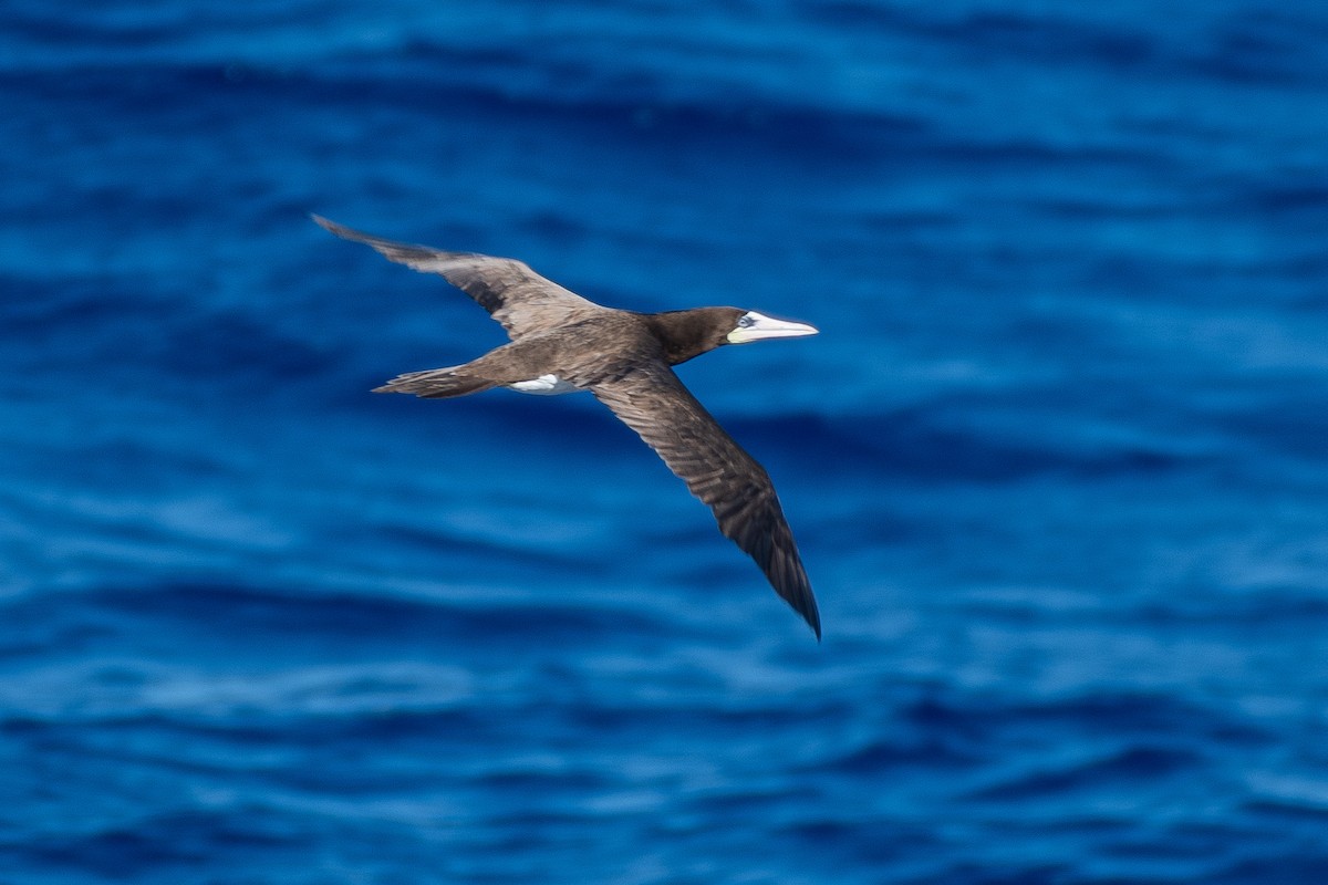 Brown Booby - ML610307106