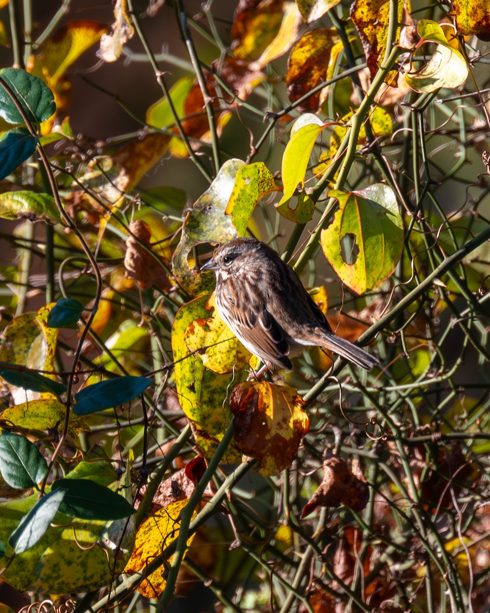 Song Sparrow - Peter Rosario