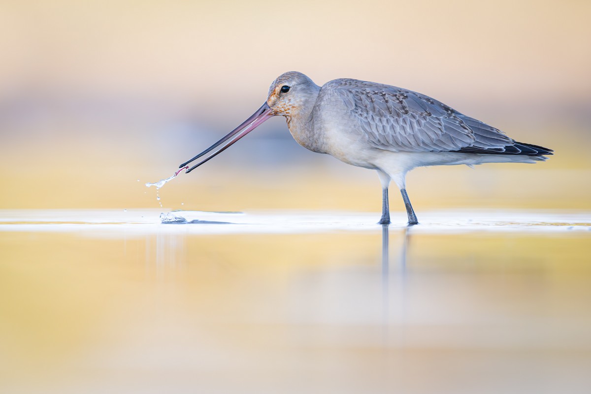 Hudsonian Godwit - ML610307255