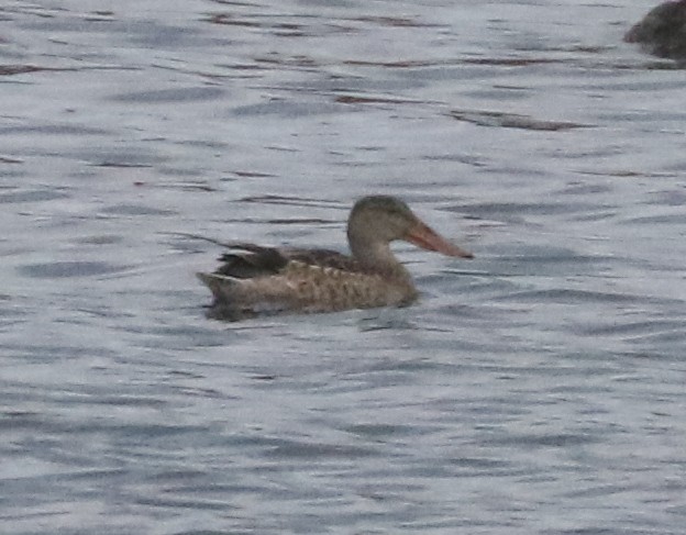 Northern Shoveler - ML610307267