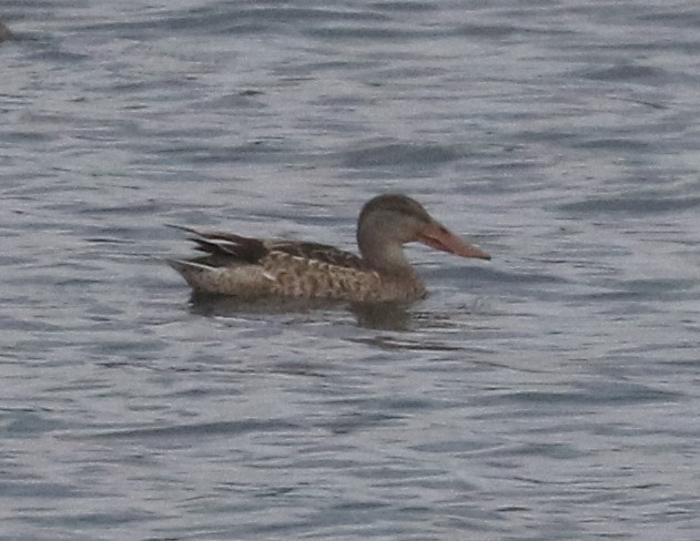 Northern Shoveler - ML610307268