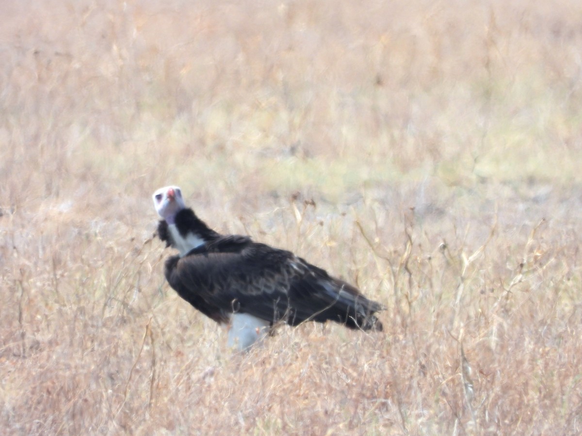 White-headed Vulture - ML610307282