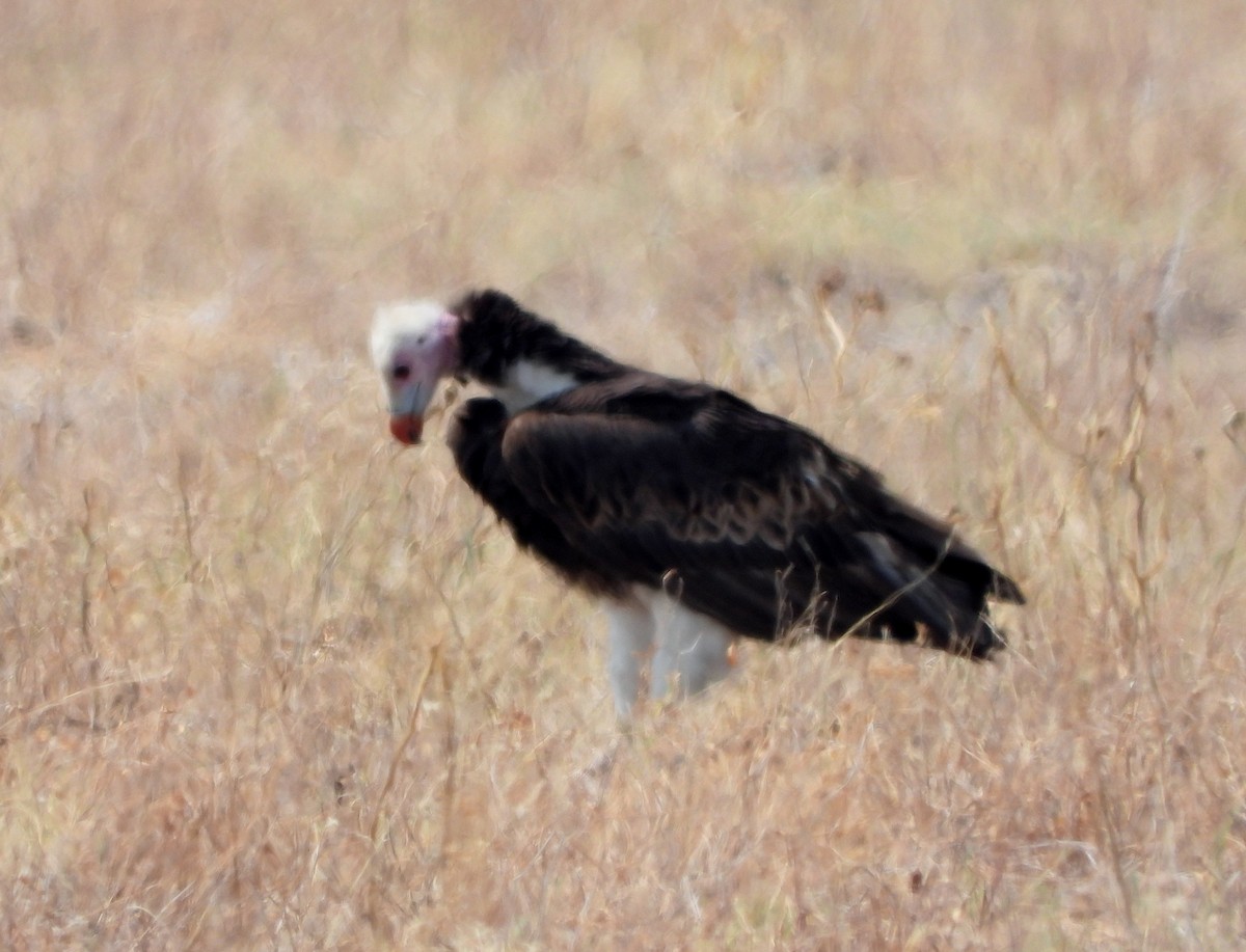 White-headed Vulture - Marie Furnish
