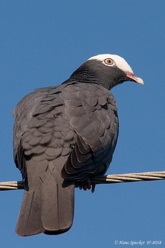 White-crowned Pigeon - ML61030731
