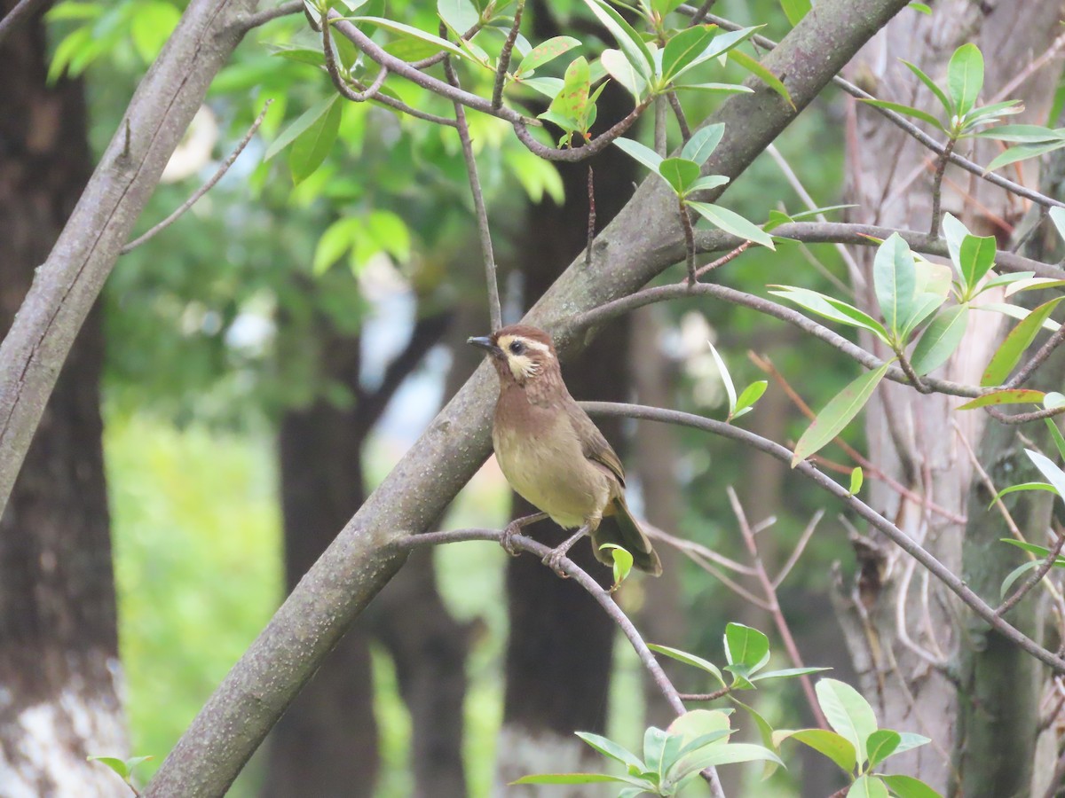 White-browed Laughingthrush - ML610307313