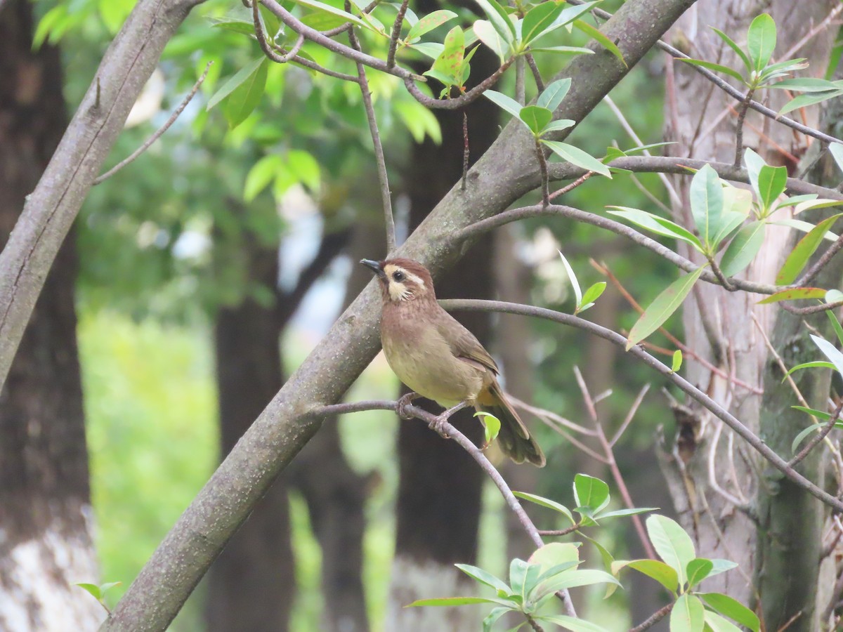 White-browed Laughingthrush - ML610307314