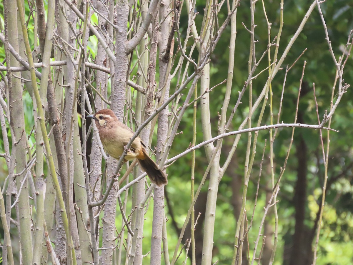 White-browed Laughingthrush - ML610307317