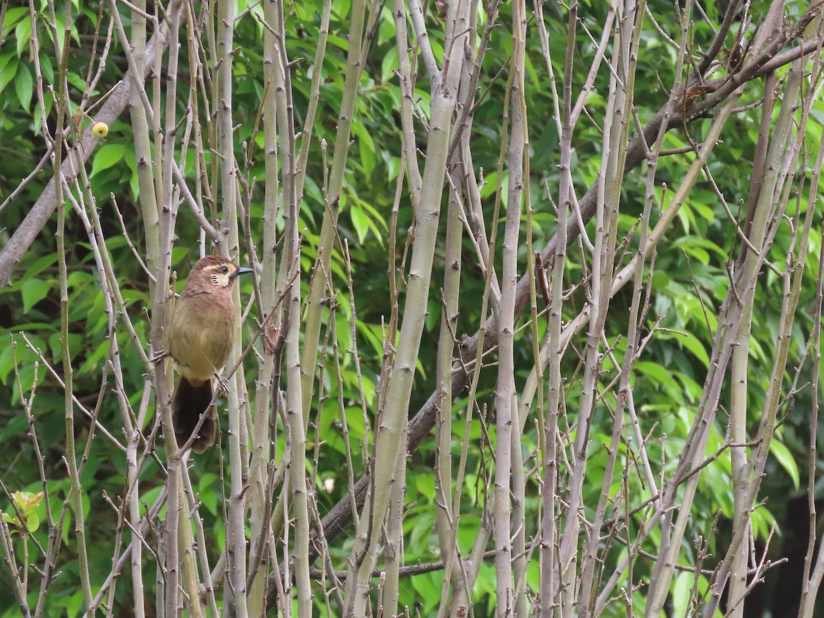 White-browed Laughingthrush - ML610307318