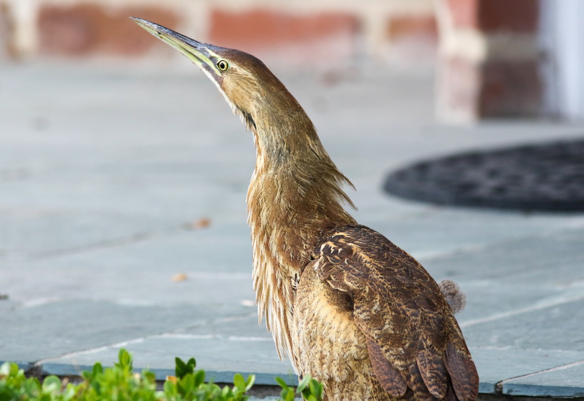 American Bittern - Michael Bernard