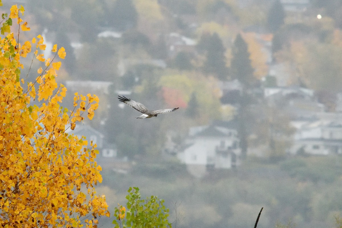 Northern Harrier - ML610307364