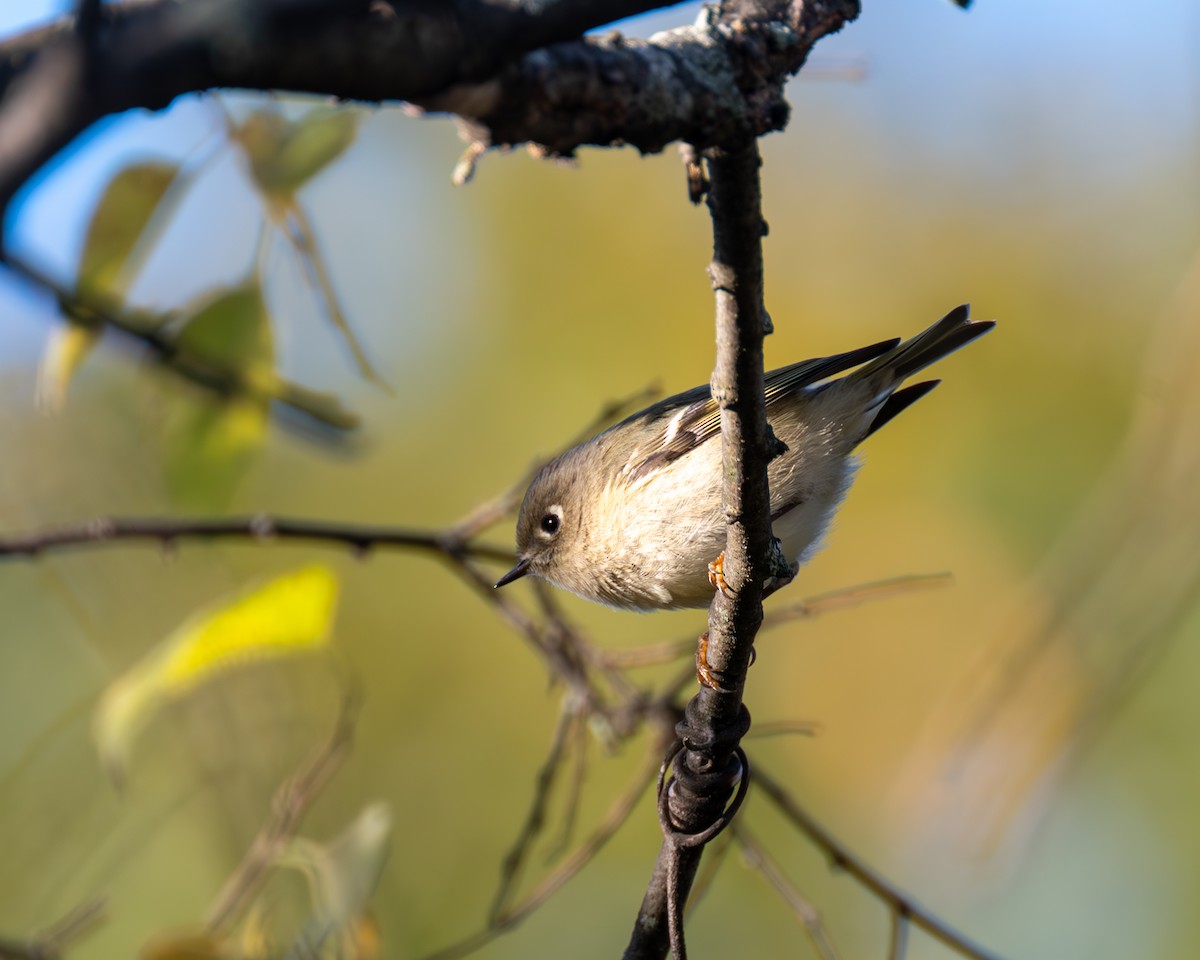 Ruby-crowned Kinglet - ML610307399