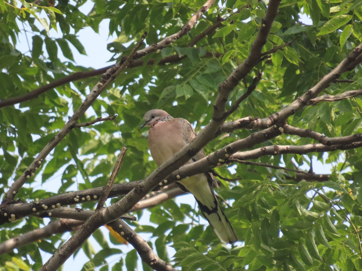 Spotted Dove - ML610307464