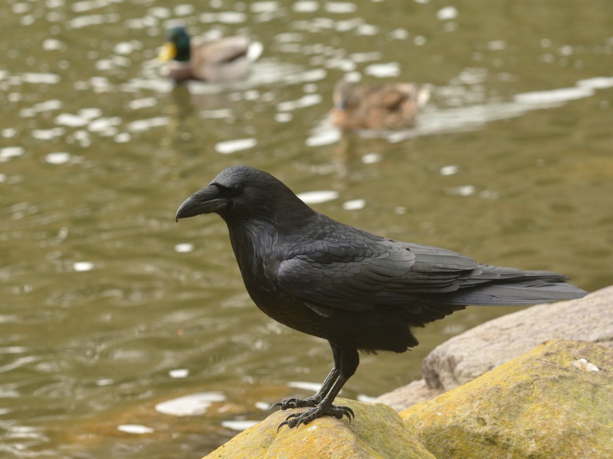 Common Raven - ML610307537